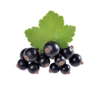 Yeşil yaprak izole Siyah frenk üzümü