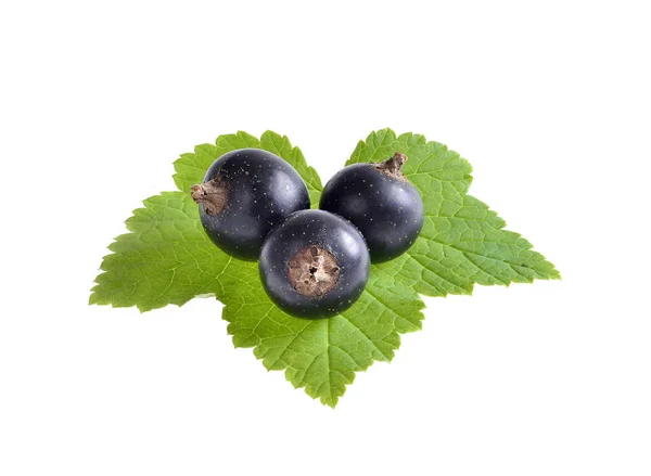 Black currant with green leaf isolated — Stock Photo, Image