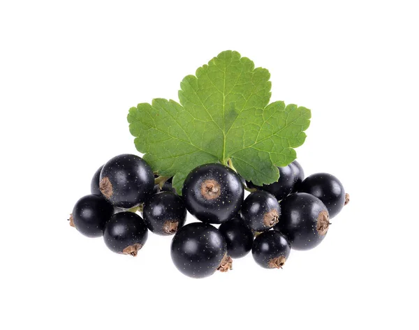 Black currant with green leaf isolated — Stock Photo, Image