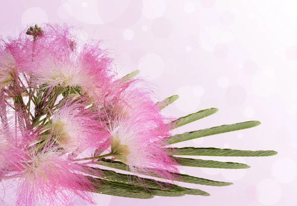Mimosa Albizia julibrissin foliage and flowers — Stock Photo, Image