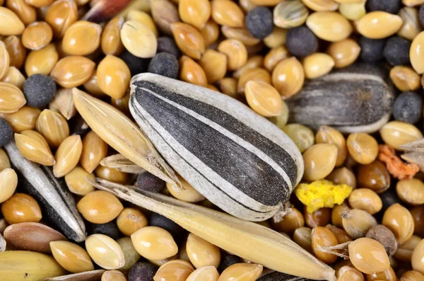 Food for birds. Food for parrots for every day — Stock Photo, Image