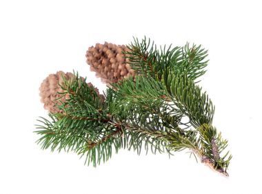 Köknar ağacı üzerinde bir izole bir koni ile 