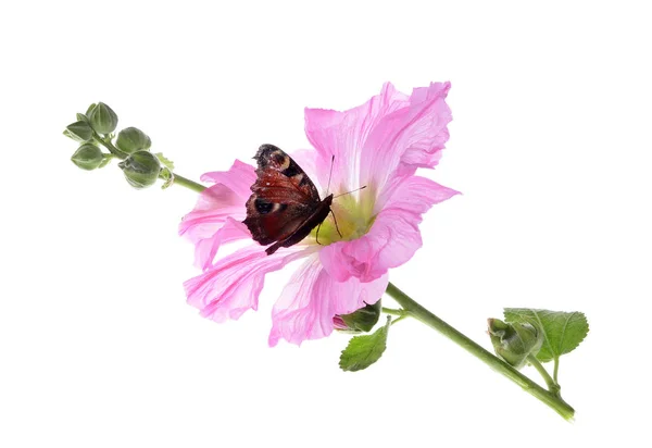 Butterfly on beautiful decorating hollyhock flowers — Stock Photo, Image
