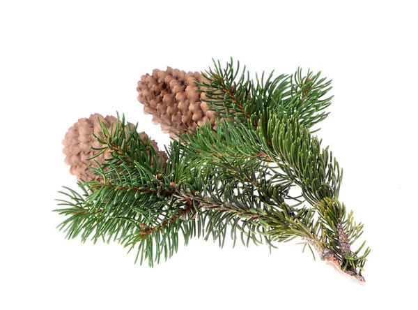 Köknar ağacı üzerinde bir izole bir koni ile 