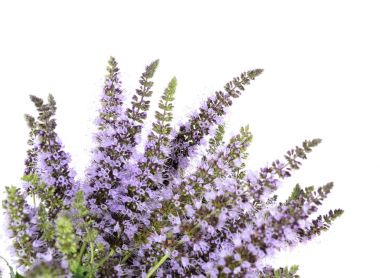 mentha spicata (nane, nane mızrak)