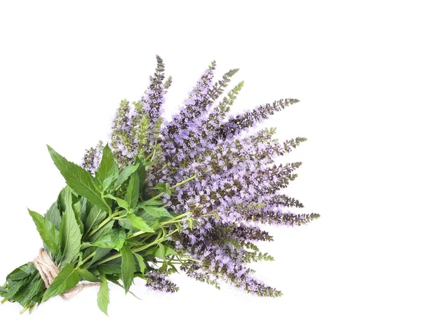 Mentha spicata (hortelã-pimenta, hortelã-espada ) — Fotografia de Stock