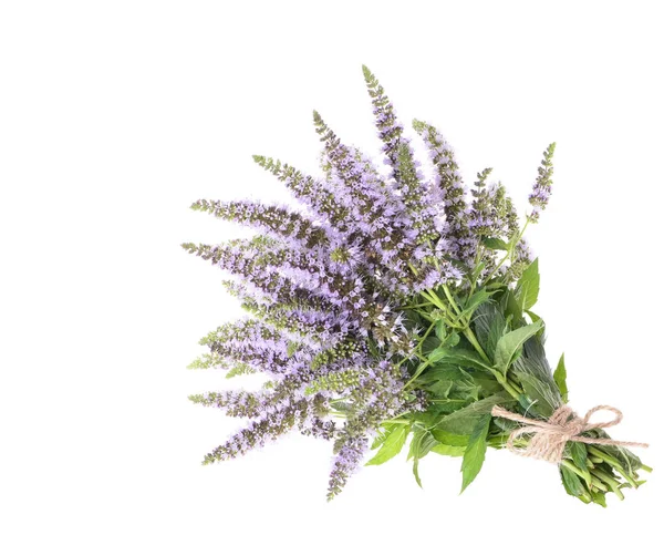 Mentha spicata (스피어 민트, 스피어 민트) — 스톡 사진