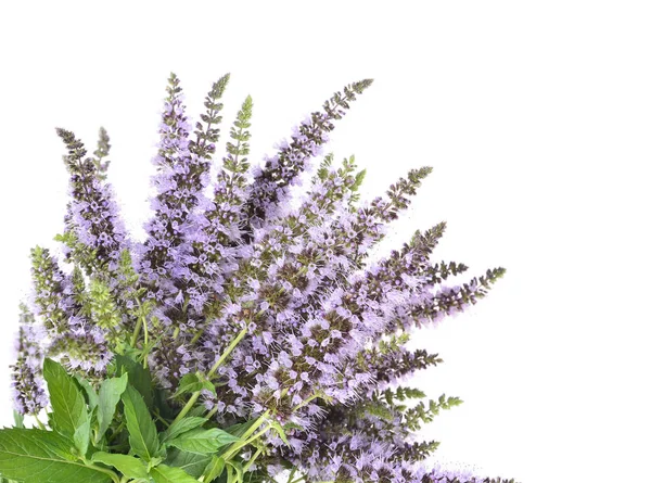 Mentha spicata (spearmint, spjut mynta) — Stockfoto