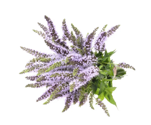 mentha spicata (nane, nane mızrak)