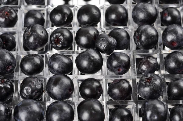 Aronia in a fruit dryer — Stock Photo, Image