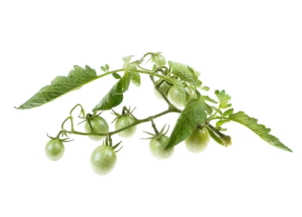 Unga cherry grön tomat på buskar — Stockfoto