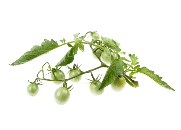 Jovem tomate verde cereja nos arbustos — Fotografia de Stock