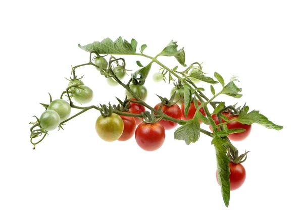 Молодий зелений помідор вишні на кущах — стокове фото
