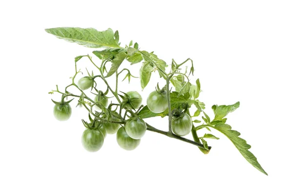 Jovem tomate verde cereja nos arbustos — Fotografia de Stock