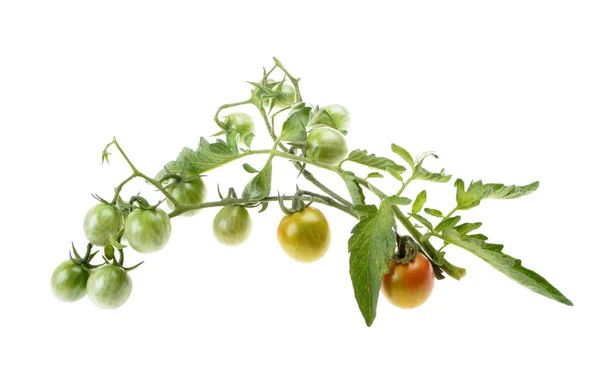 Молодой зеленый помидор на кустах — стоковое фото