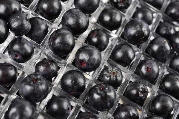 Aronia in een vrucht droger — Stockfoto