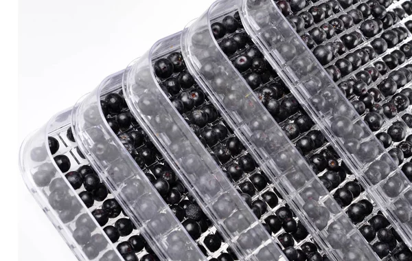 Aronia in a fruit dryer — Stock Photo, Image