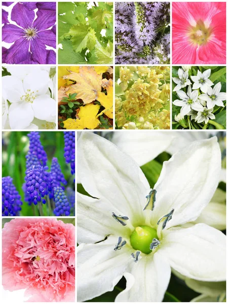 아름 다운 꽃 콜라주 — 스톡 사진