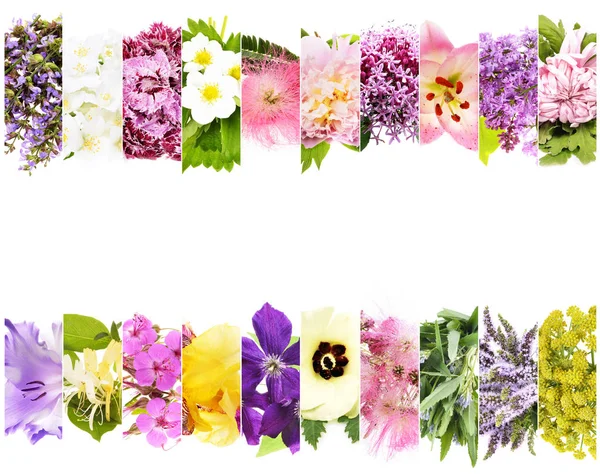 Colagem de flores bonitas — Fotografia de Stock