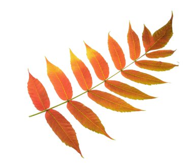 Bir izole renkli sonbahar yaprakları