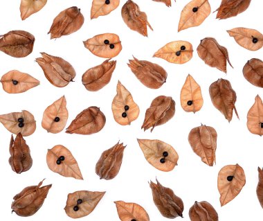 Altın yağmur ağaç tohum pods (koelreuteria paniculata