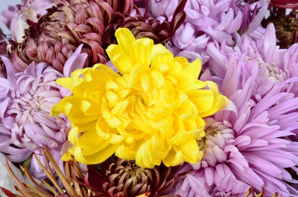 Single different colors chrysanthemum — Stock Photo, Image