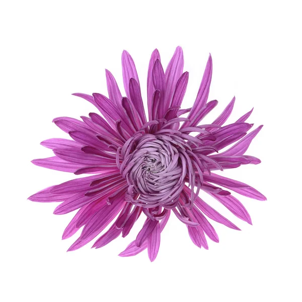 Single different colors chrysanthemum — Stock Photo, Image