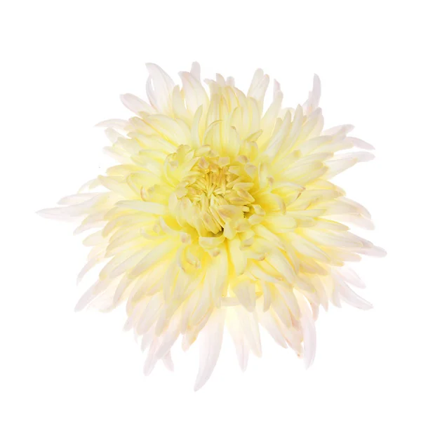 Single different colors chrysanthemum — Stock Photo, Image