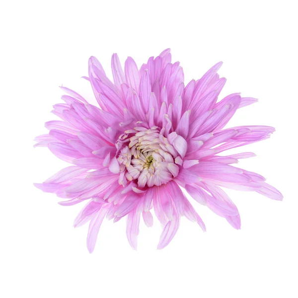 Одна фіолетова квітка хризантеми — стокове фото
