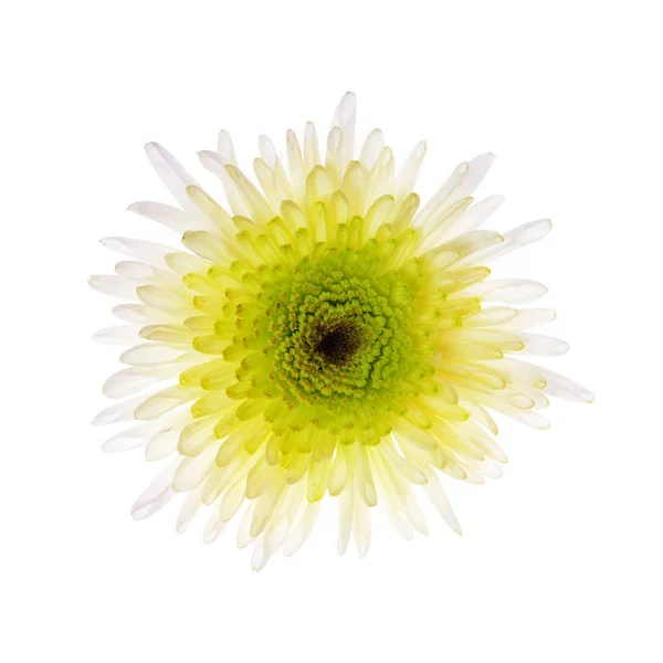 Single purple chrysanthemum flower — Stock Photo, Image