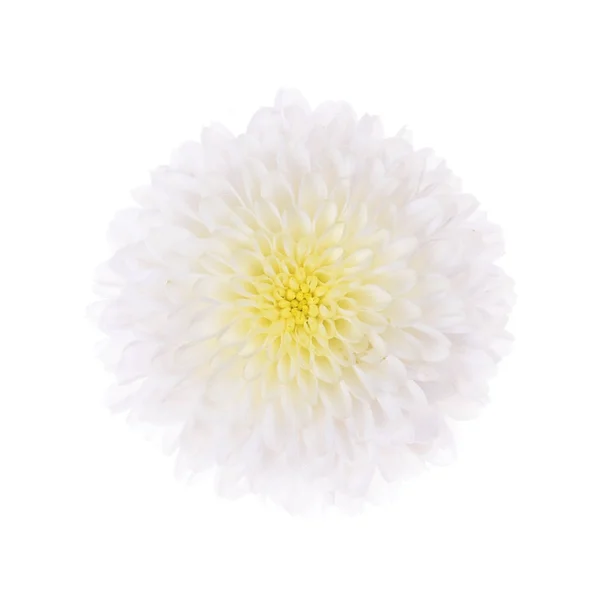 Single purple chrysanthemum flower — Stock Photo, Image