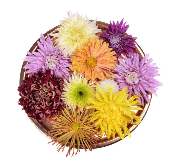 Diversi Crisantemi Colore Testa Fiore Isolato Sfondo Bianco — Foto Stock