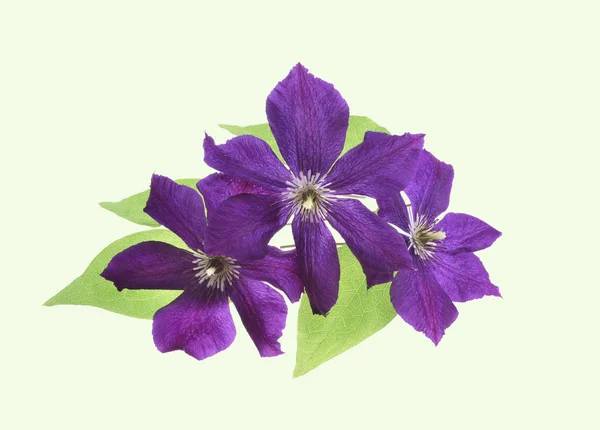 Hermosa Púrpura Clematis Aislado —  Fotos de Stock