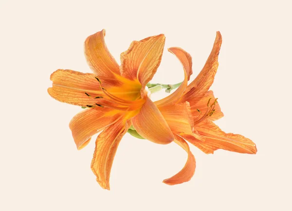 Lily Orange Daylily Isolated Hemerocallis — Stock Photo, Image