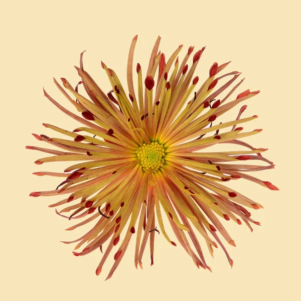 Ενιαίο Πορτοκαλί Χρυσάνθεμο Λουλούδι Κεφάλι Απομονωμένες — Φωτογραφία Αρχείου