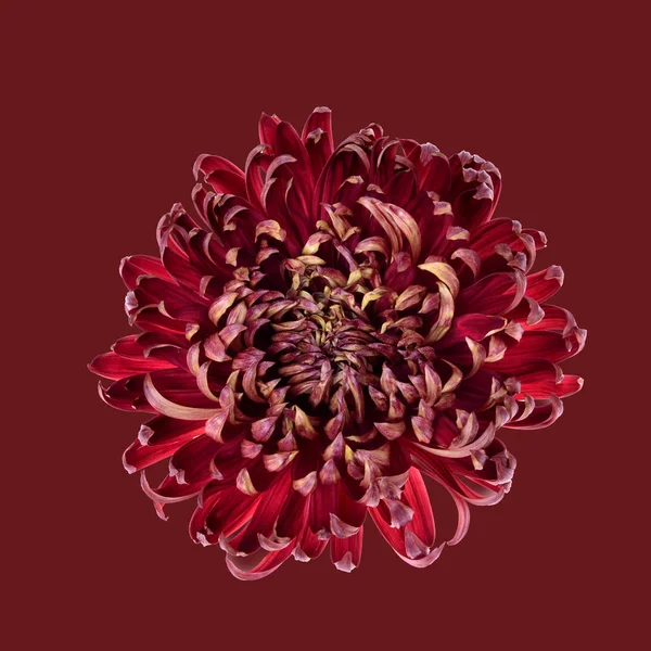 Chrysanthème Rouge Simple Capitule Isolé — Photo