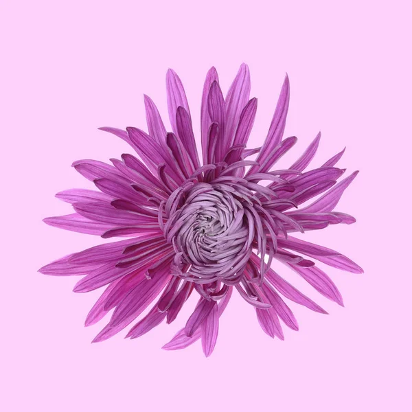 Singola Testa Fiore Crisantemo Viola Isolato — Foto Stock