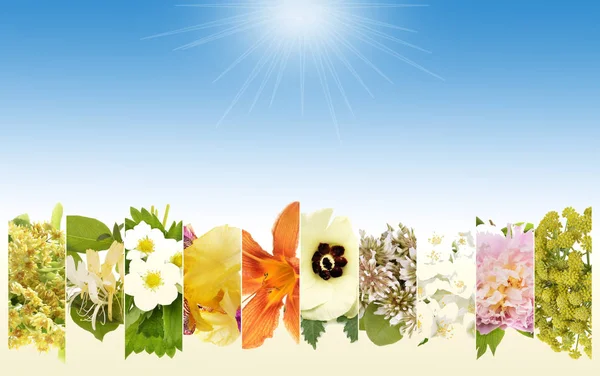 Schöne Blumen Collage Mit Textfläche — Stockfoto
