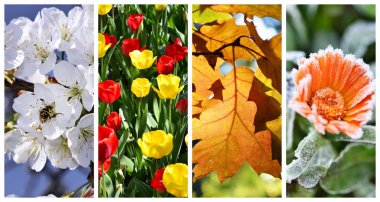 kolaj dört mevsim: İlkbahar, yaz, sonbahar ve kış