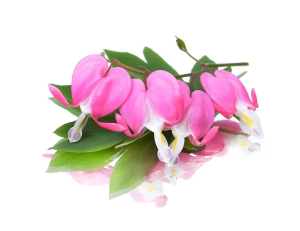 Lamprocapnos Spectabilis Blumen Mit Reflexion Auf Weißem Hintergrund — Stockfoto