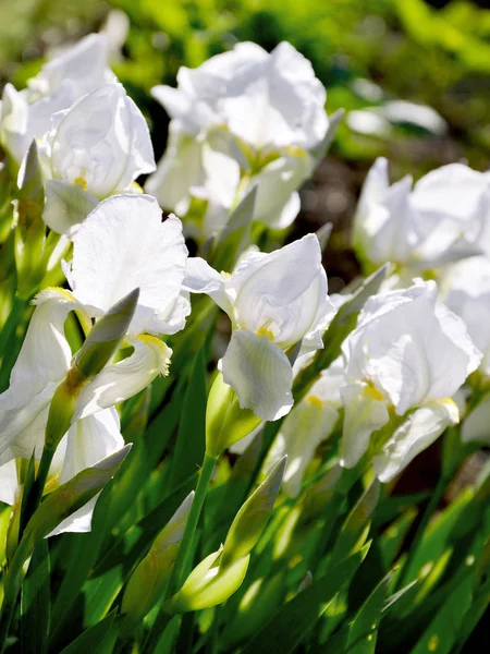 Witte Iris Bud Tuin Achtergrond Wazig Natuur — Stockfoto