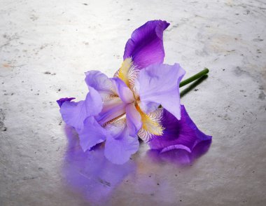 Sakallı iris (Iris germanica) eski gri metalik arka plan üzerinde tek bir derin mor çiçek kök 