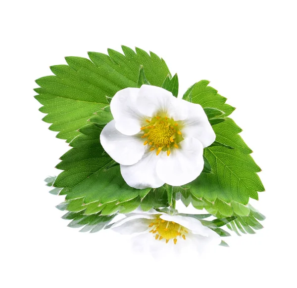Flowering Strawberry Isolated White Background Reflection — Stock Photo, Image