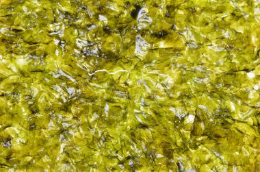 Arka plan olarak nori 'nin gevrek çipleri .