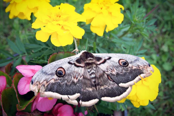 Europeisk Påfågel Aglais Fjäril Sitter Gul Blomma Tagetes Ovanifrån Selektiv — Stockfoto