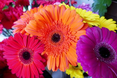 Özel bir olayı ya da tatili kutlamak için bahar çiçekleri arka planı 