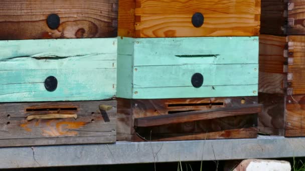Ruches avec montures en nid d'abeille — Video