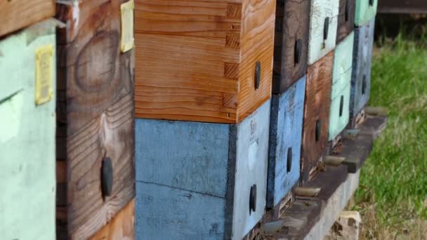 Ruches avec abeilles domestiques dans la prairie — Video