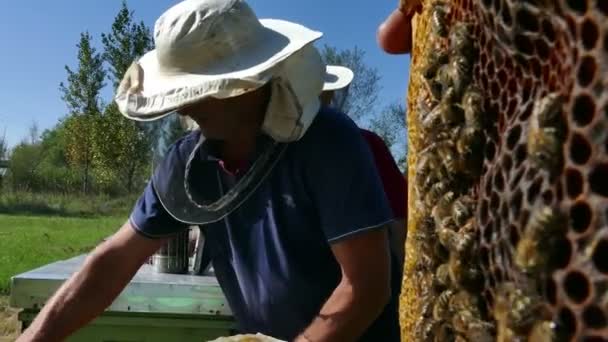 Fixando o favo de mel em uma colmeia — Vídeo de Stock