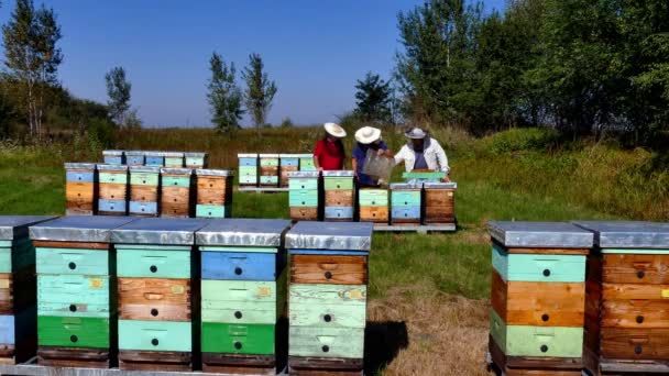 Apiary in the meadow — Stock video